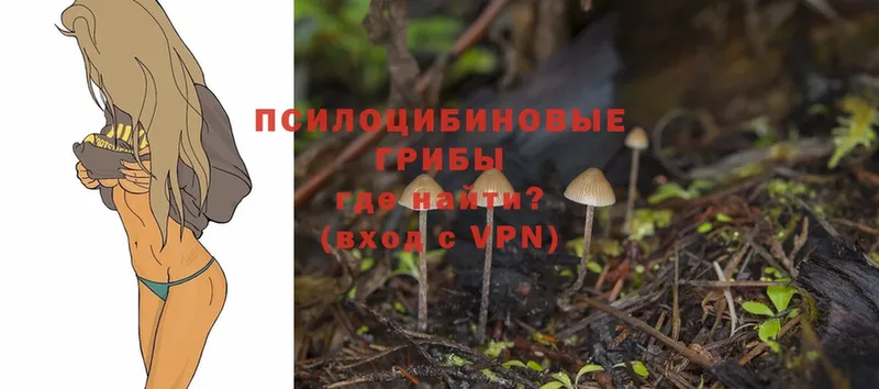 Псилоцибиновые грибы Psilocybe Подольск