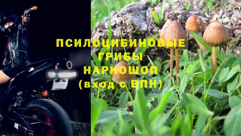 Галлюциногенные грибы Magic Shrooms  наркошоп  Подольск 